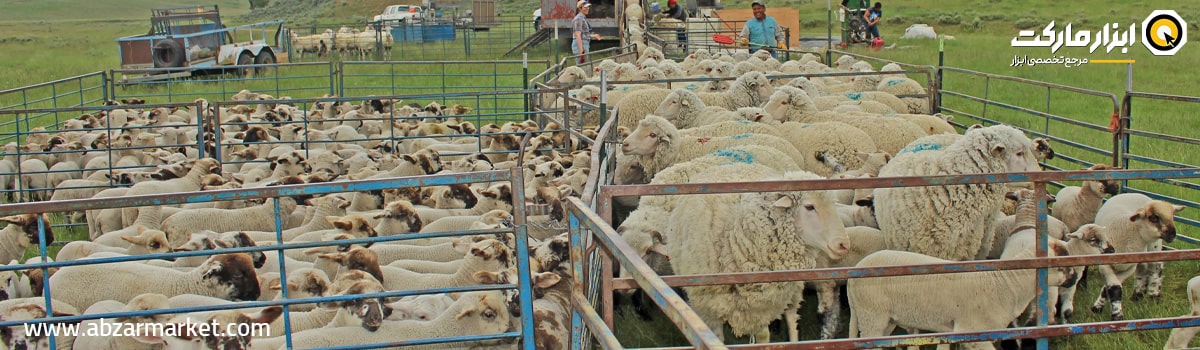 آماده کردن گوسفندان قبل از چیدن پشم
