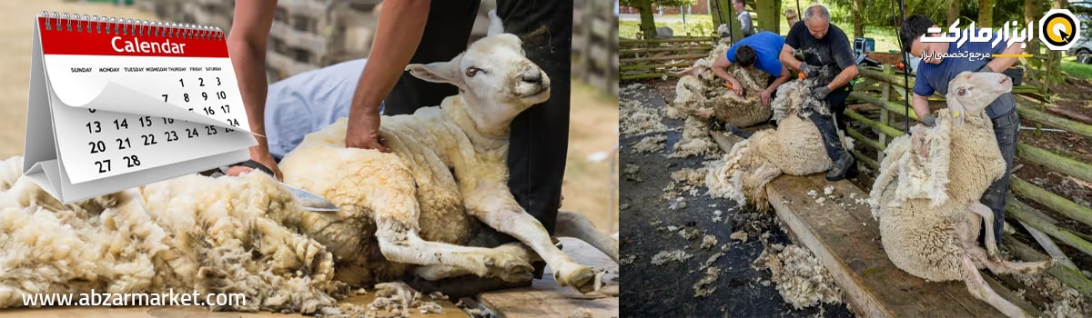 بهترین زمان پشم چینی گوسفندان