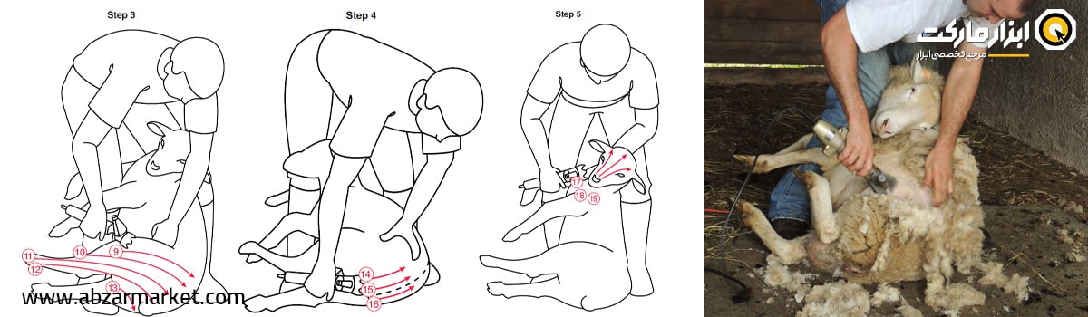 پوزیشن دوم فرد و گوسفند حین پشم چینی