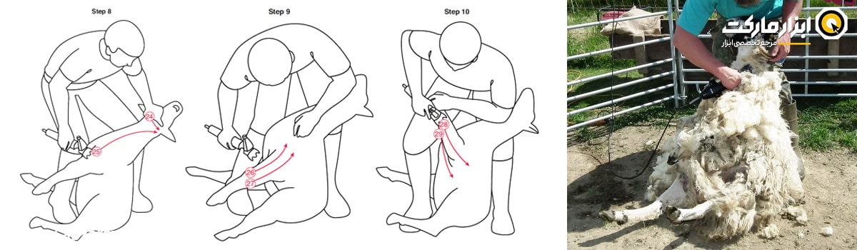 پوزیشن شماره 4 برای چیدن پشم گوسفندان
