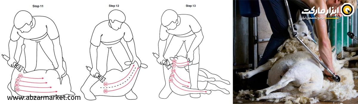 پوزیشن 5 برای پشم چینی بیرون بدن گوسفند