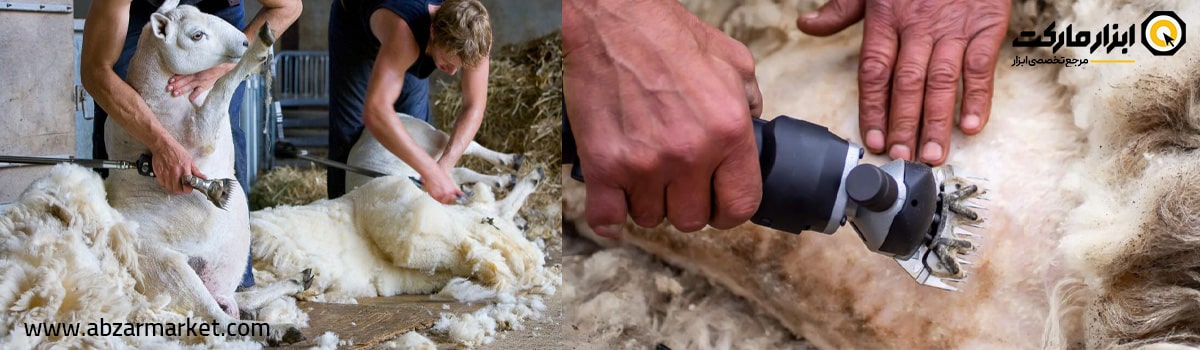 نکات مهم در چیدن پشم بهتر گوسفندان