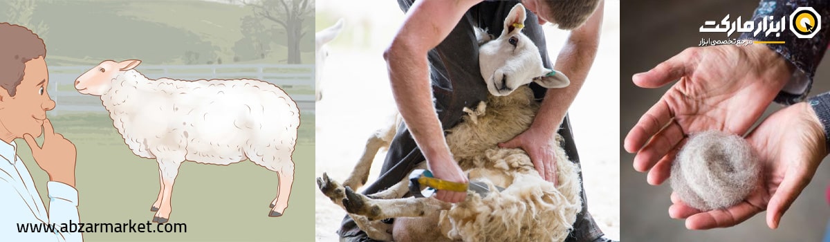 علل و مزایای پشم چینی گوسفندان